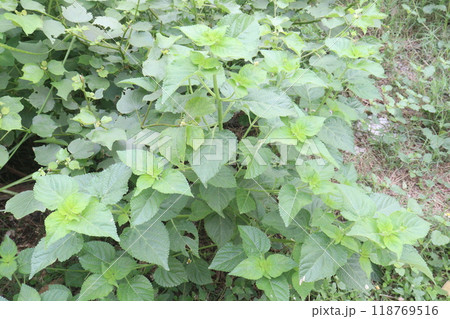 West Indian Lantana flower plant on farm West Indian Lantana flower plant on farm 118769516