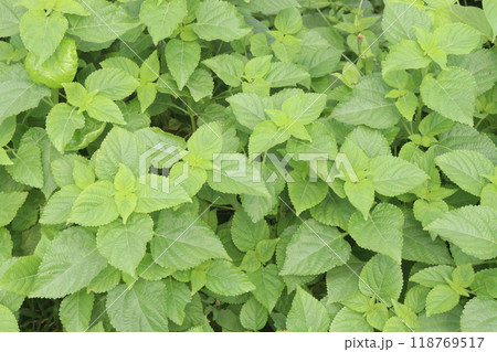 West Indian Lantana flower plant on farm 118769517
