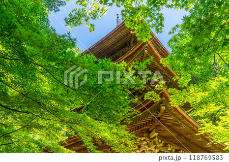 滋賀県愛知郡愛荘町 金剛輪寺(湖東三山) 三重塔(重要文化財) 青もみじ 滋賀県愛知郡愛荘町 金剛輪寺(湖東三山) 三重塔(重要文化財) 青もみじ 118769583