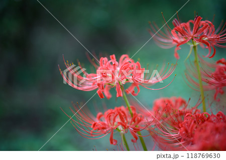 彼岸花 118769630