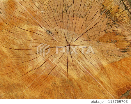 割れ目のある古い切り株の断面 118769708
