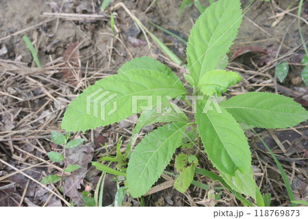Vernonia Amygdalina medicinal plant on forest Vernonia Amygdalina medicinal plant on forest 118769873