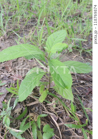 Vernonia Amygdalina medicinal plant on forest Vernonia Amygdalina medicinal plant on forest 118769874