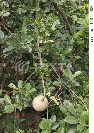 Wood-apple on tree in farm 118769889