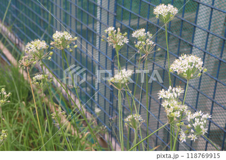 Garlic chives flower on plant in nursery Garlic chives flower on plant in nursery 118769915