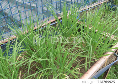 Garlic chives plant on farm Garlic chives plant on farm 118769925