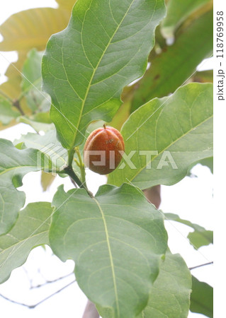bunchosia argentea fruit plant on nursery 118769958
