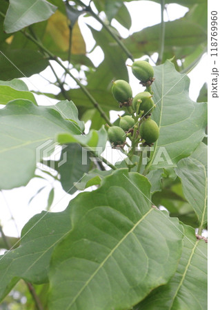 bunchosia argentea fruit plant on nursery 118769960
