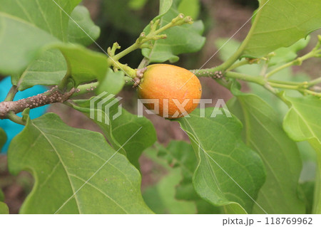 bunchosia argentea fruit plant on nursery 118769962