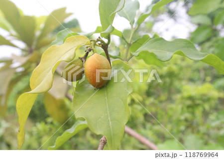 bunchosia argentea fruit plant on nursery 118769964