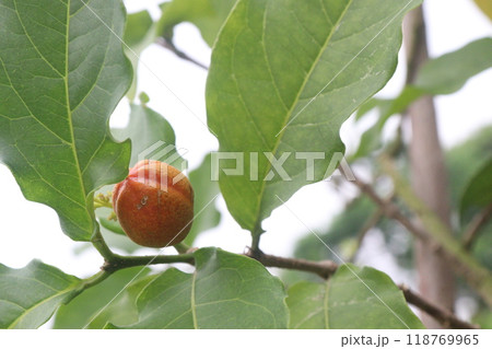 bunchosia argentea fruit plant on nursery 118769965