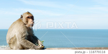 Monkey in the wild against the blue sea and sky, eating a banana Monkey in the wild against the blue sea and sky, eating a banana 118770118