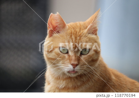少しふてくされた表情の茶トラ猫 少しふてくされた表情の茶トラ猫 118770194