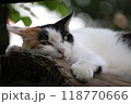 リラックスして休む三毛猫 118770666