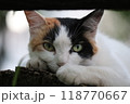 真っ直ぐな眼差しの三毛猫 118770667