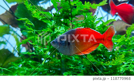 fish in aquarium fish in aquarium 118770968