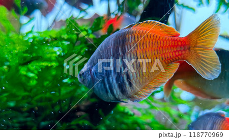 colorful fishes in aquarium colorful fishes in aquarium 118770969