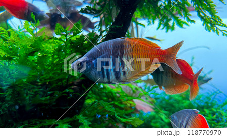 tropical fish in aquarium 118770970