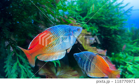 colorful fishes in aquarium 118770971