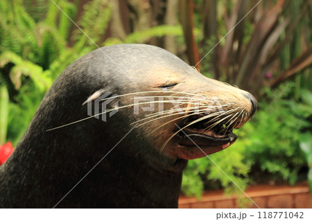 笑うアザラシ 118771042