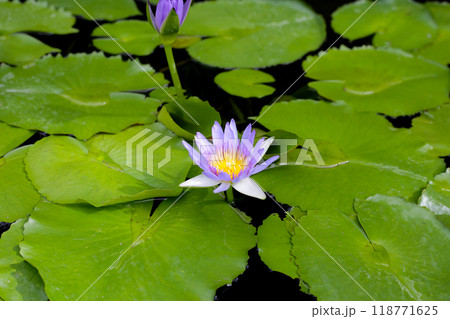 Beautiful waterlily or lotus flower with green leaves Beautiful waterlily or lotus flower with green leaves 118771625