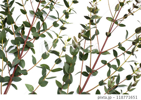 Green leaves of eucalyptus on white 118771651