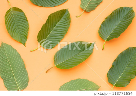 Mitragyna speciosa, Fresh kratom leaves 118771654