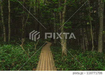 北海道　知床後湖　散策路 118771706