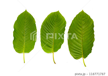 Mitragyna speciosa, Fresh kratom leaves on white background 118771787