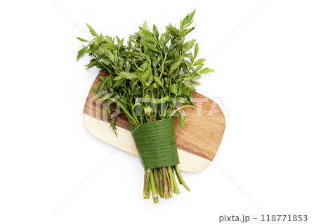 Green leaves of water dropwort plant 118771853