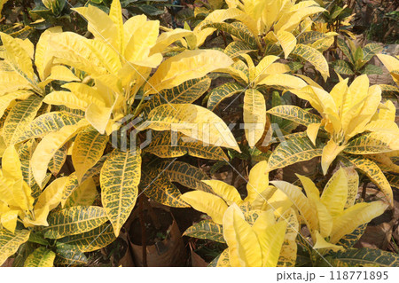 Garden croton tree plant on farm 118771895