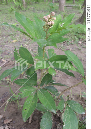 Glycosmis fruit, medicinal plant on forest Glycosmis fruit, medicinal plant on forest 118771914