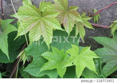 Merremia vitifolia ornamental plant on garden Merremia vitifolia ornamental plant on garden 118771951
