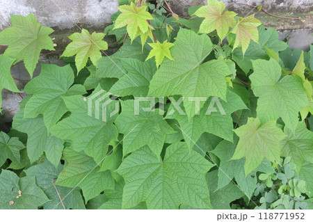 Merremia vitifolia ornamental plant on garden 118771952