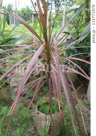phormium jester plant on nursery 118771978