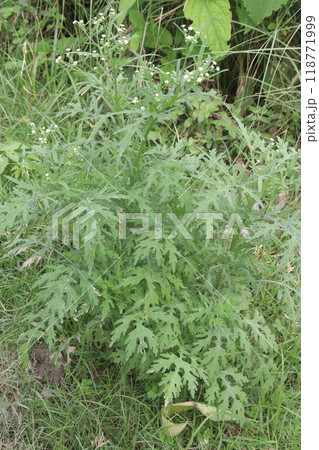 santa maria feverfew plant on jungle santa maria feverfew plant on jungle 118771999