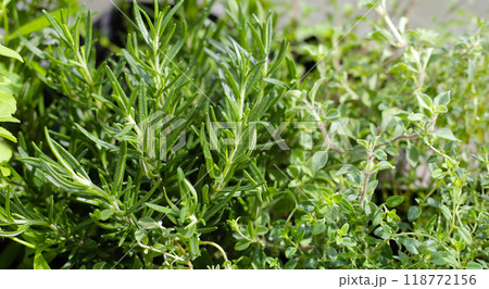 Fresh herbs in the garden 118772156