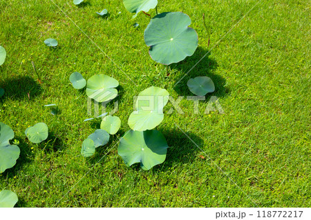 Green leaves of lotus flower 118772217