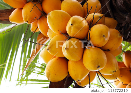 Yellow coconut fruits on coconut tree 118772219