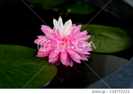 Beautiful pink and white water lily. Lotus water plant in a pot 118772222