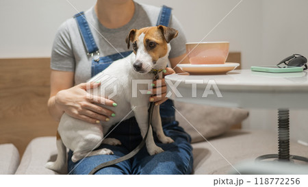 Jack Russell sits on the lap of the hostess in a cafe. Woman drinking coffee in a dog friendly cafe. Jack Russell sits on the lap of the hostess in a cafe. Woman drinking coffee in a dog friendly cafe. 118772256