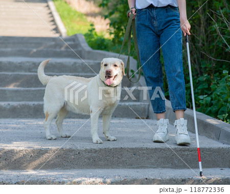 Close-up of the legs of a blind woman walking down the stairs with a tactile cane and with a guide dog. Close-up of the legs of a blind woman walking down the stairs with a tactile cane and with a guide dog. 118772336