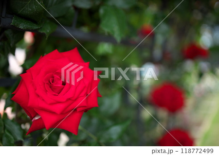赤い薔薇の花のクローズアップ 赤い薔薇の花のクローズアップ 118772499
