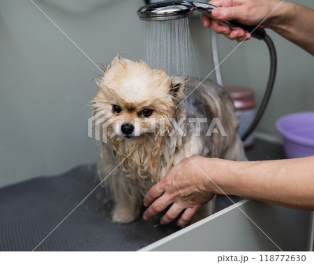 A woman showers a cute Pomeranian dog in a grooming salon. 118772630
