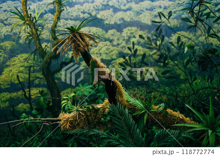 Tropical rain forest with big trees 118772774