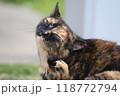 かゆくてたまらない猫 118772794