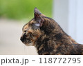 静かなネコの横顔 118772795