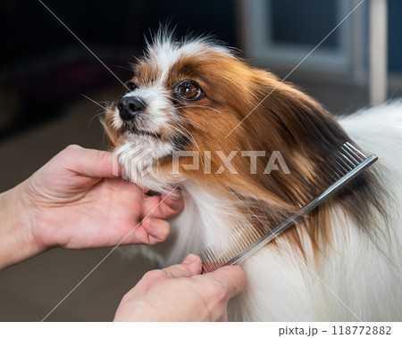 The woman combs the dog. Portrait of Papillon Continental Spaniel in the grooming salon. 118772882
