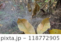 Spider hiding in silk tunnel on web in autumn forest 118772905