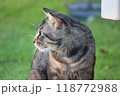 猫の横顔 118772988
